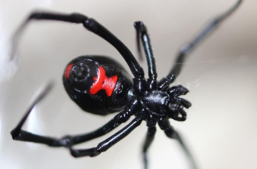 Чёрная вдова Latrodectus - шокирующие факты о легендарном пауке-убийце Чёрная вдова Latrodectus - шокирующие факты о легендарном пауке-убийце