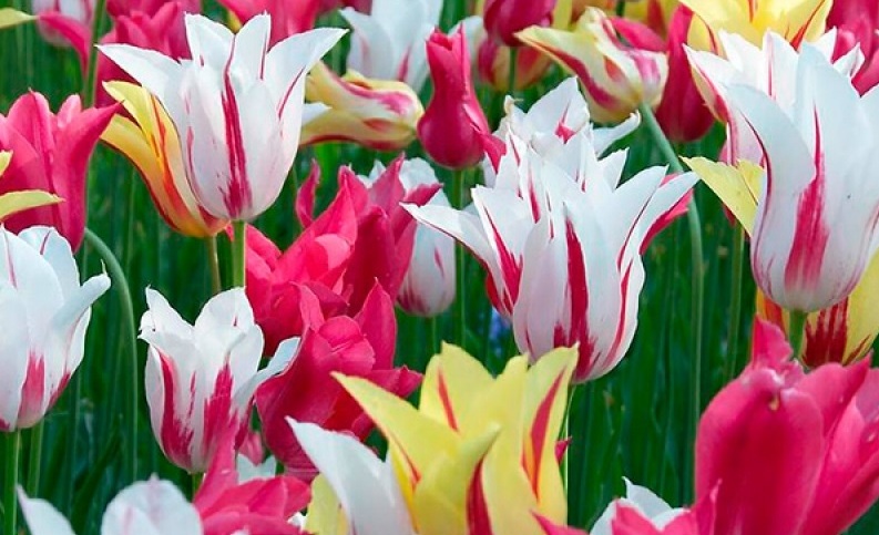 Лучшие сорта лилиецветных тюльпанов для сада