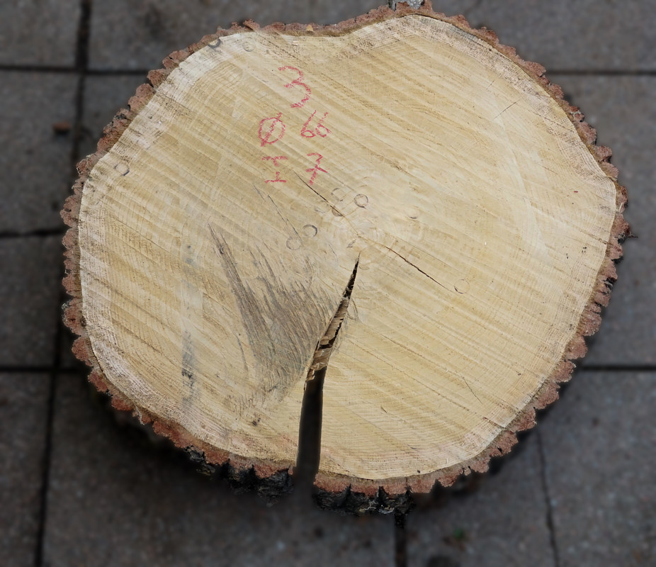 Eiken boomstamschijf 3