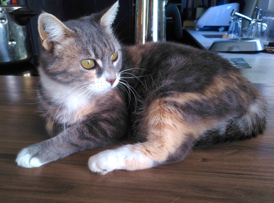 Chatte écaille de tortue sur un plan de travail