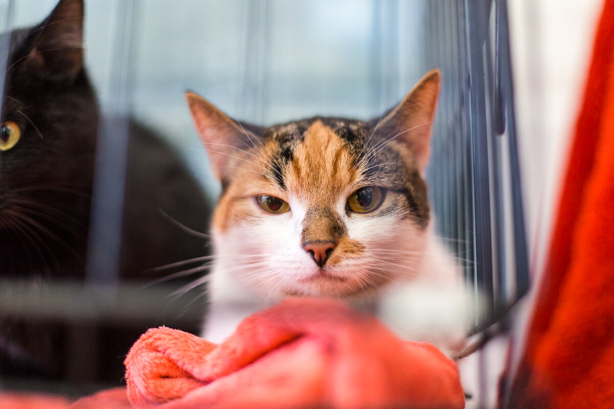 E92F027C-9C1D-4B16-AECC-5C1070FF2A7A