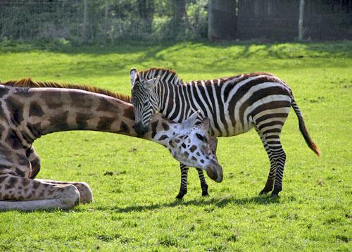 Giraffe-Zebra