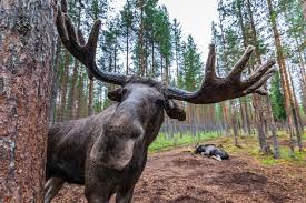 лосс
