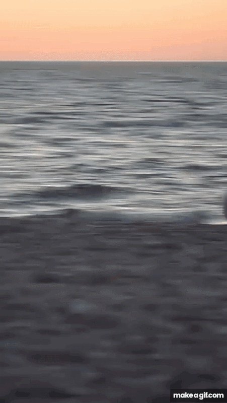 IMG-0617.gif