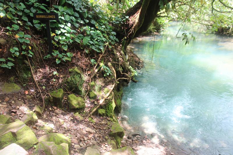 DIA 10: RIO CELESTE - DE TORTUGAS Y PEREZOSOS. COSTA RICA 2019 (28)