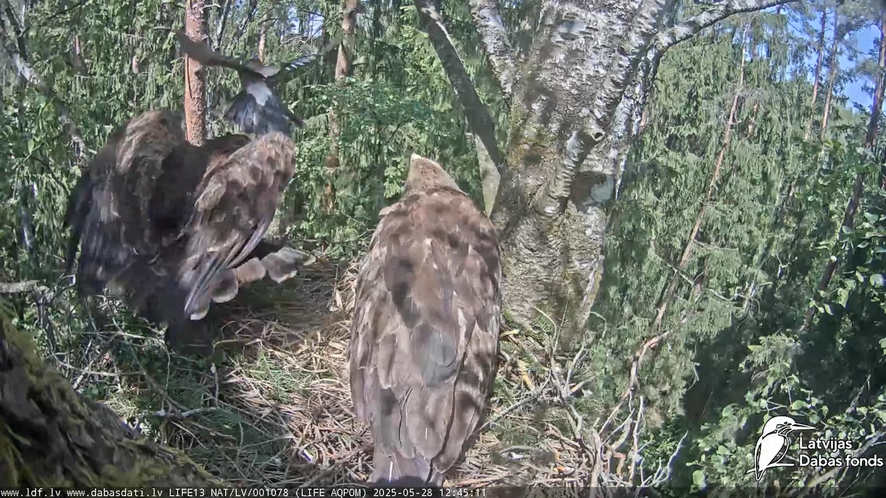 Mazais ērglis (Clanga pomarina), ligzda bērzā 14-17-56 screenshot