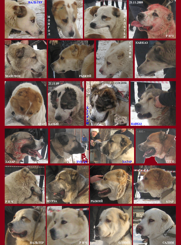 2009.11.21 5-й Турнир 1-й Круг ТСС Портреты ЛИСТ (4)