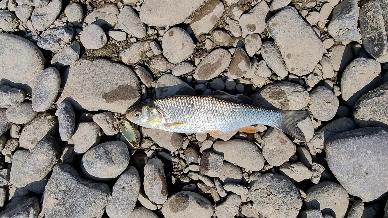 [Slika: 20250615-085325.jpg]