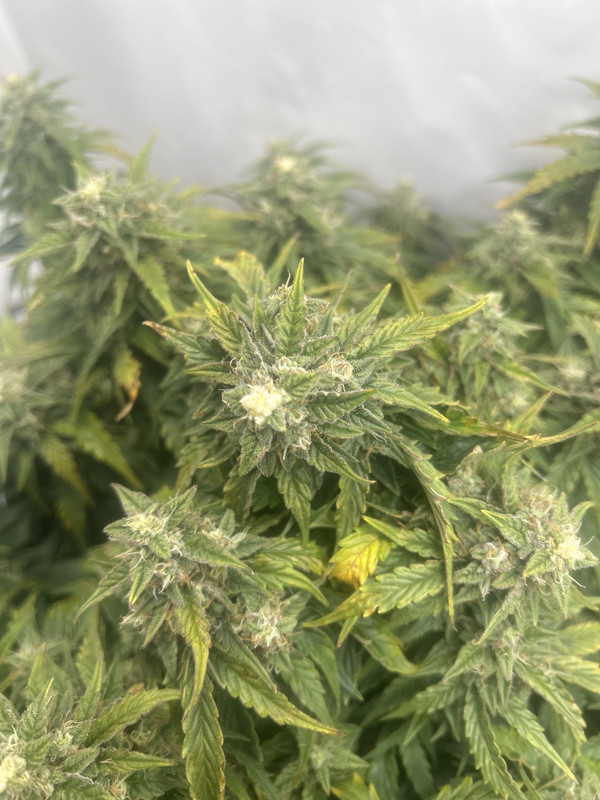 IMG_C0F21675-6623-444B-B6B6-EDD7E8A253A0