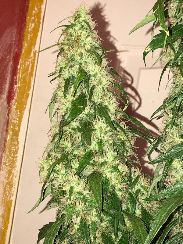 1399D9AC-75B8-46D6-A36B-94546087CF4C