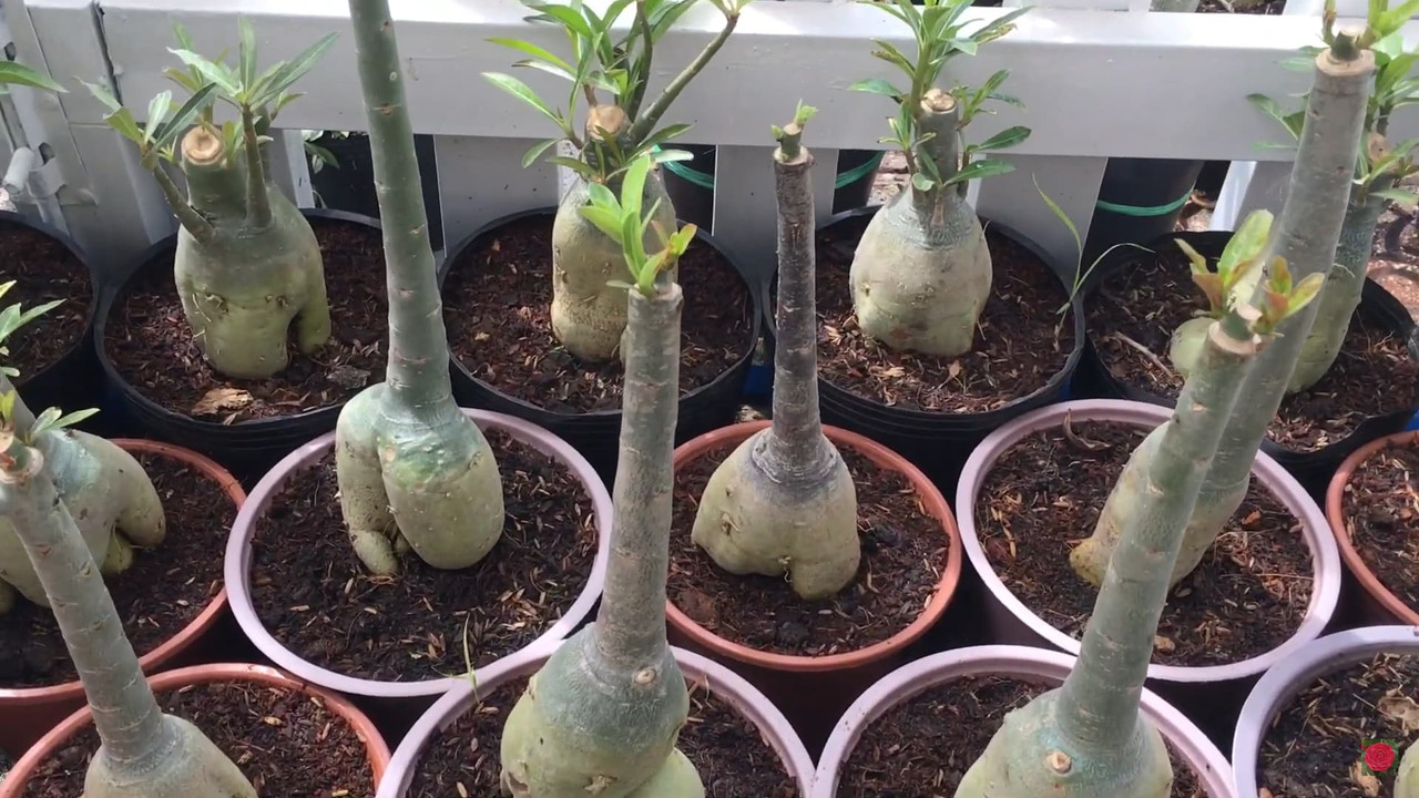 successful-adenium-graft.jpg