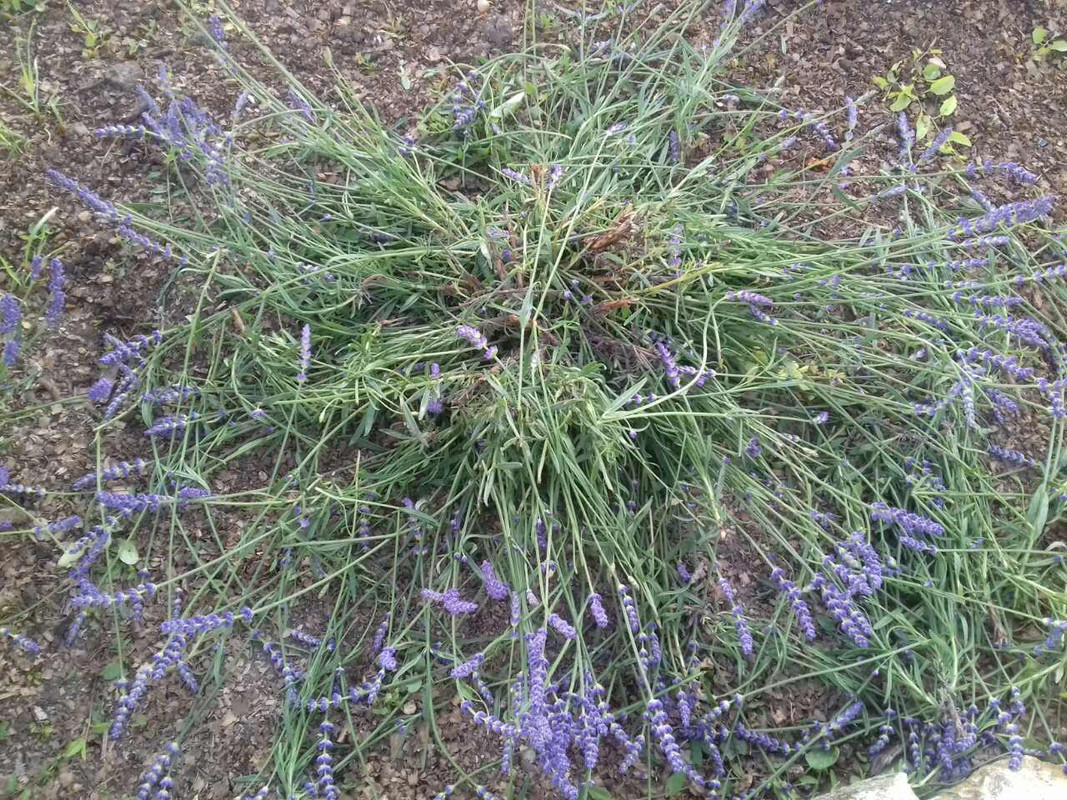viber_изображение_2019-06-05_07-08-59