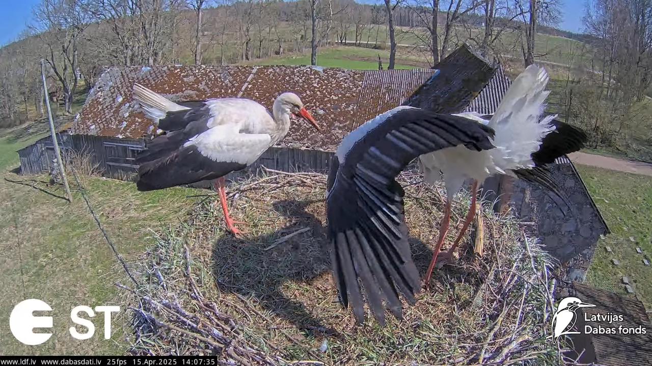 (15) Baltie stārķi (Ciconia ciconia) Tukuma novadā __ White storks in Tukums, Latvia - YouTube - 493