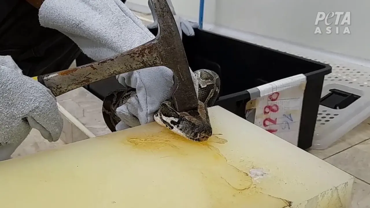 Worker-hitting-python-with-hammer-03-Closed-Cycle-Breeding-International-PETA-Asia-Thai-Python-inve
