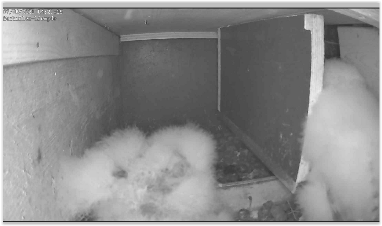 Screen Shot 06-07-21 at 04.21 AM