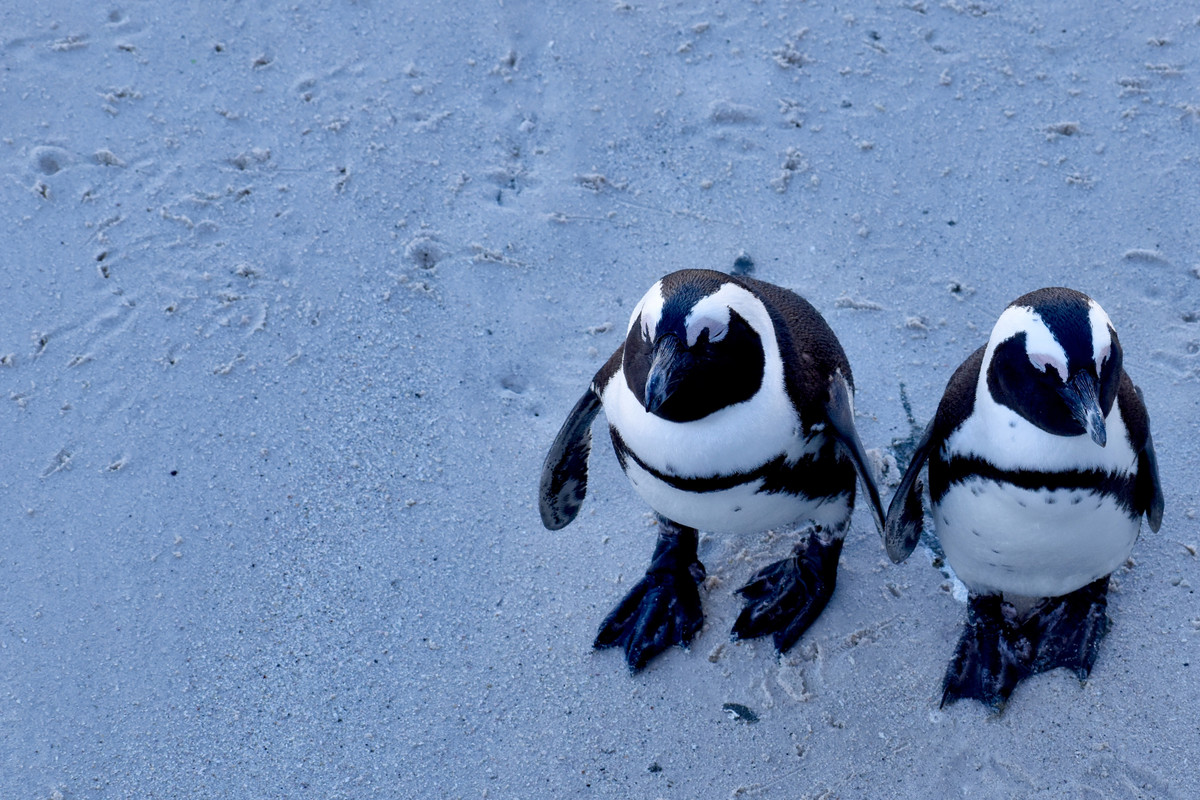 penguins-012