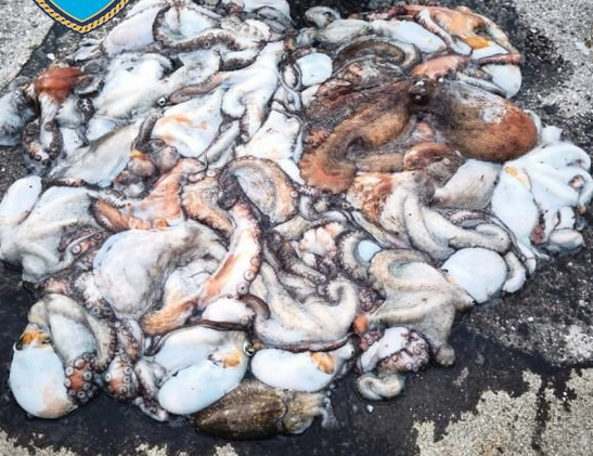 ΑΛΙΕΥΣΕ 34 ΚΙΛΑ ΧΤΑΠΟΔΙΑ ΚΑΙ ΔΕΧΤΗΚΕ ΚΥΡΩΣΕΙΣ ΑΠΟ ΤΟ ΛΙΜΕΝΙΚΟ