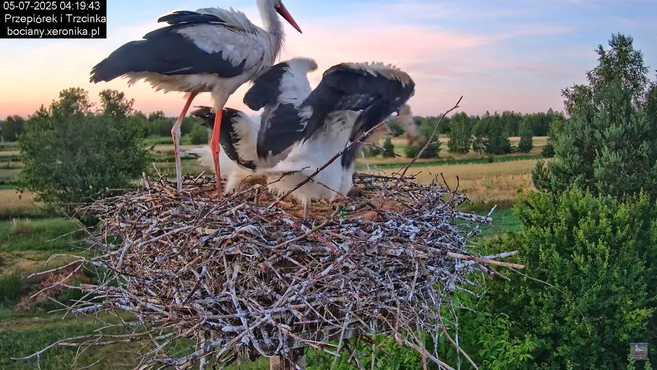 05072025bociany4