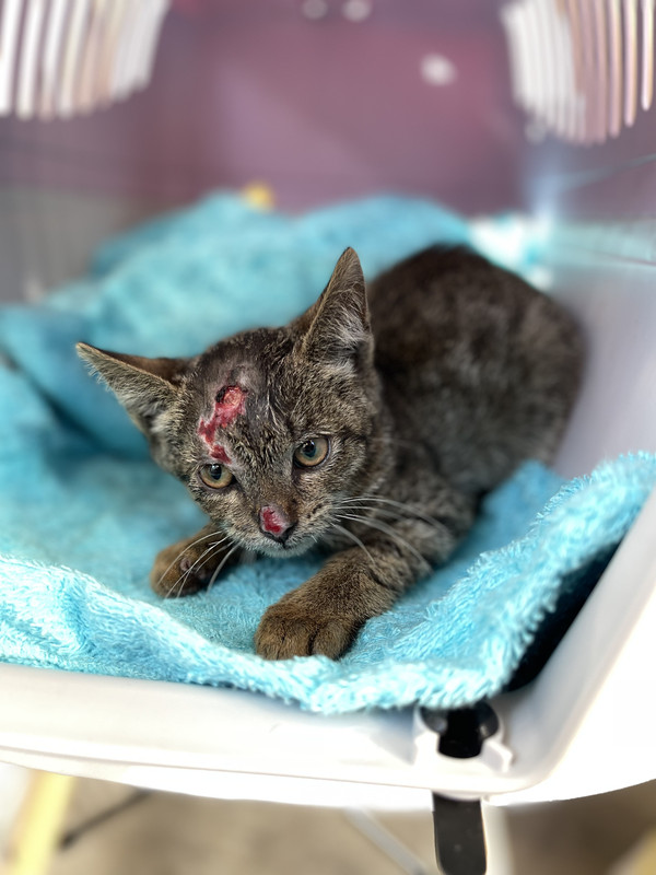 BCAC9741-6E3D-435C-87AF-83EBA4F91D89