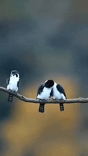 R4EJr1p.gif