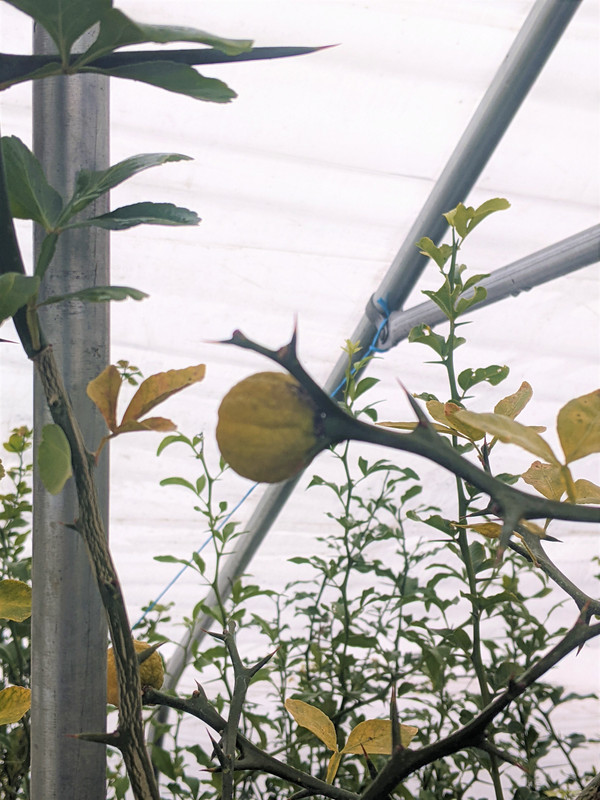 2 immature fruits A-26 Dec 2021