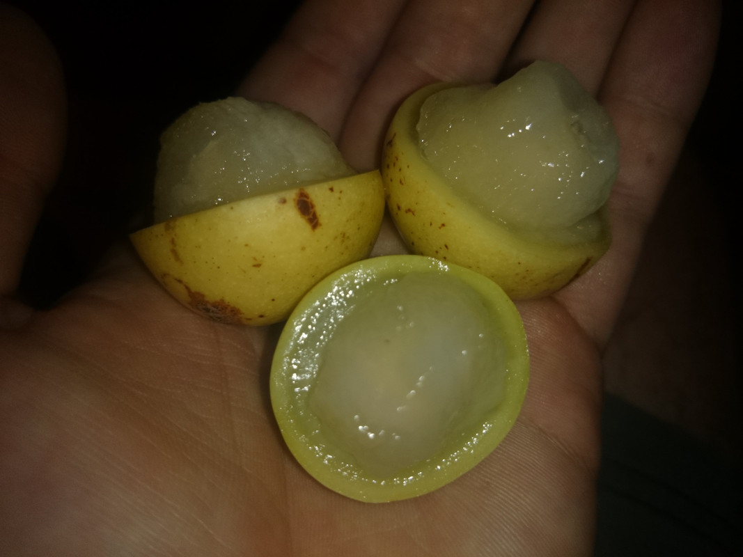 Marula fruit roadside vendor  (4)
