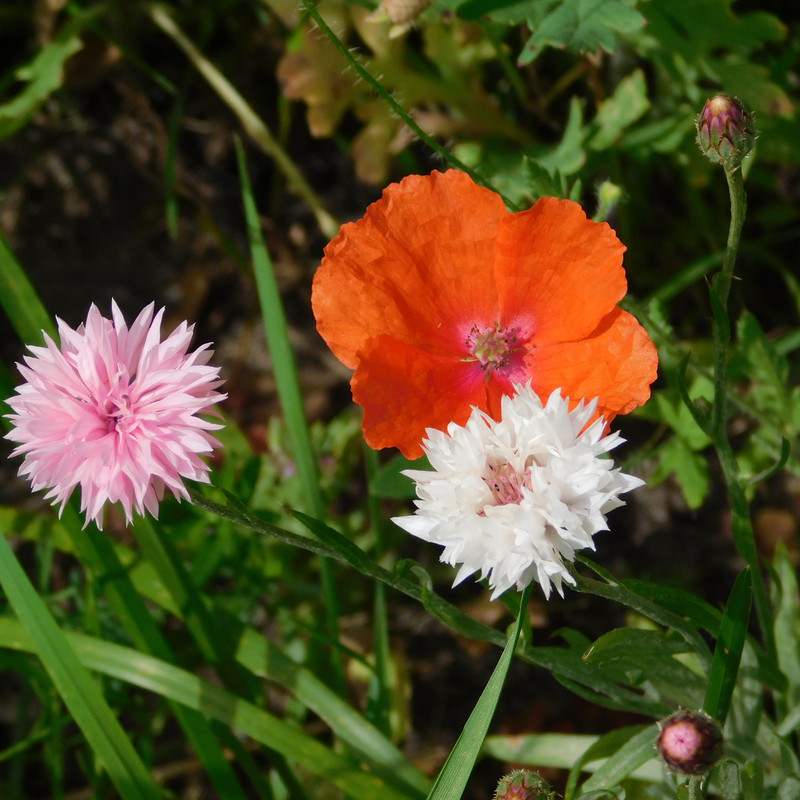 Дачное июль кудряшка , маус-машина и природа 082