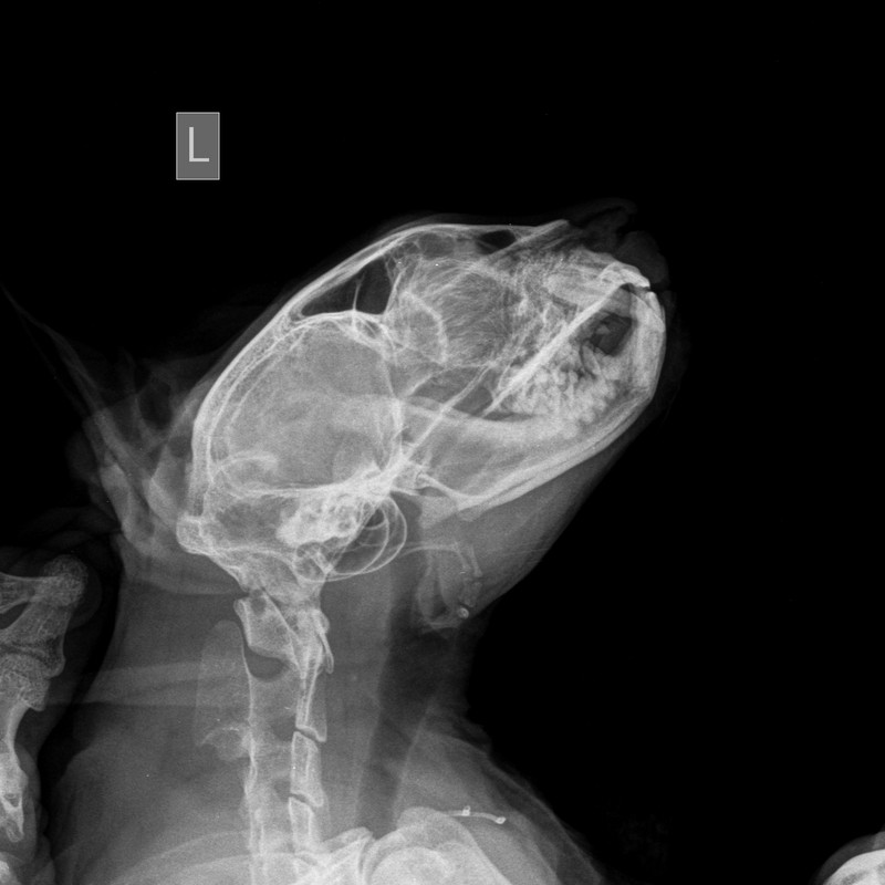 БОГДАН БАРОН (2)