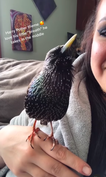 Pájaro canta perfectamente el tema musical de Harry Potter y se hace viral