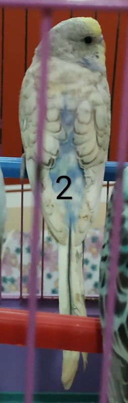 IMG_٢?١٨١??٦_١??٩٥?
