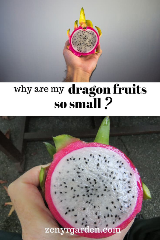 why-are-my-dragon-fruits-so-small.jpg