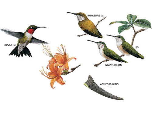 Ruby Throated Hummingbirds