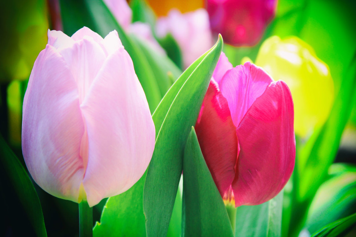 [Image: tulpen-blueten-1280x853.jpg]