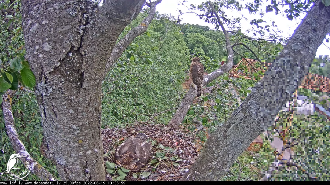 Vistu vanags (Accipiter gentilis) Rīgā - LDF tiešraide __ Goshawks, Riga, Latvia 13-11-54 screenshot