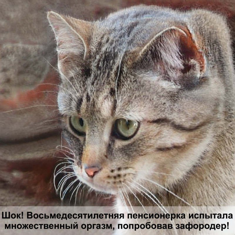 как научить кошку ходить в туалет