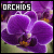 orchids50x50-4