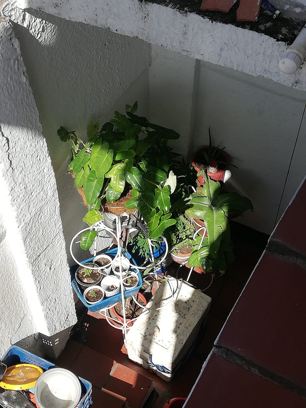 Sitio de germinacion