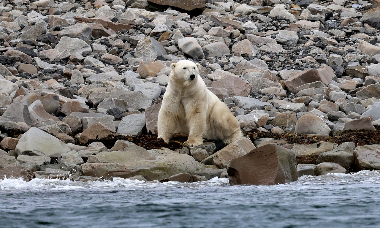 0H9A7826 мишка 1