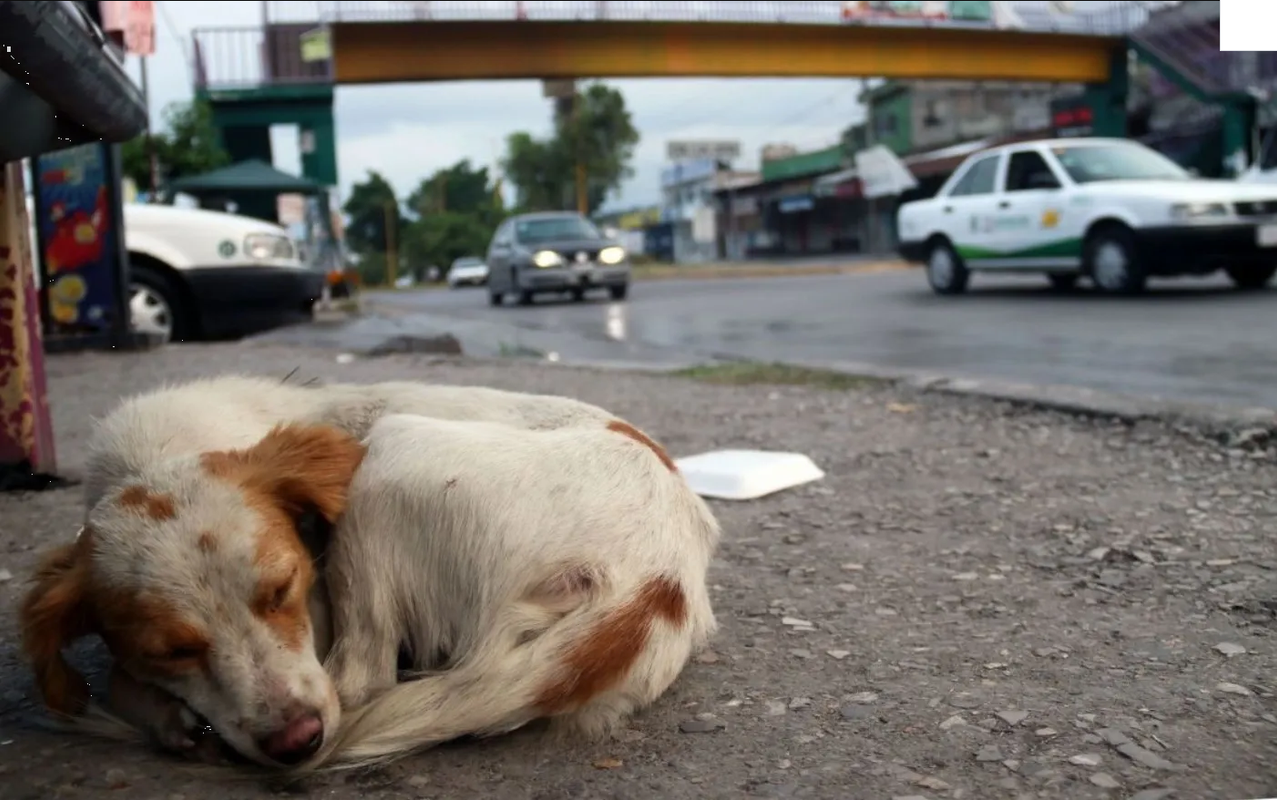 Estudiantes arrollan con su motocicleta por diversión a un perrito