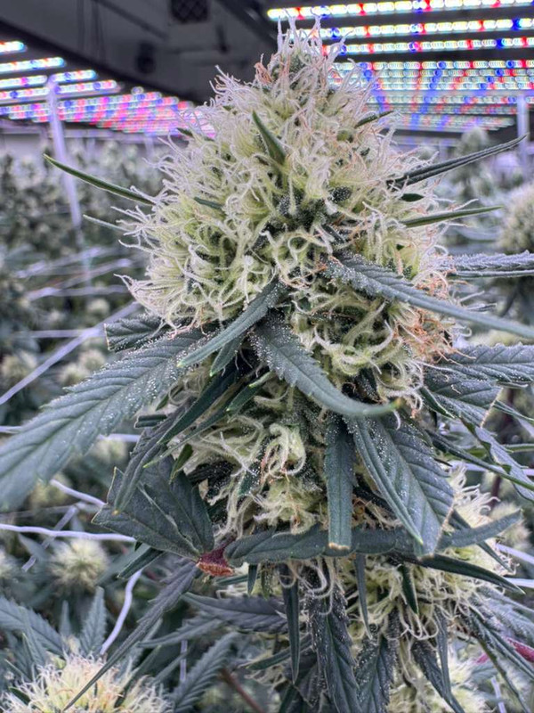 AC/DC strain