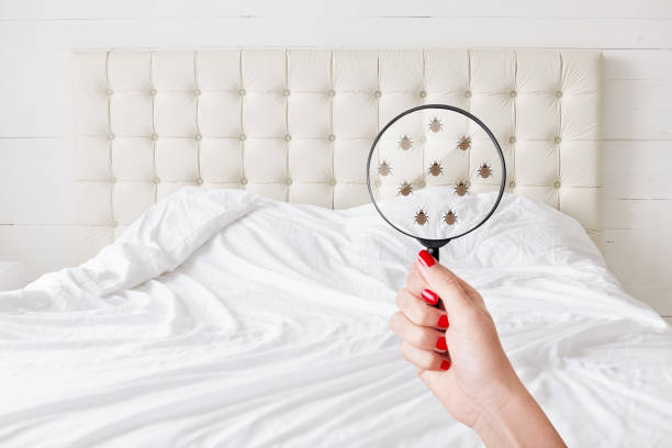bed bug treatment Orlando