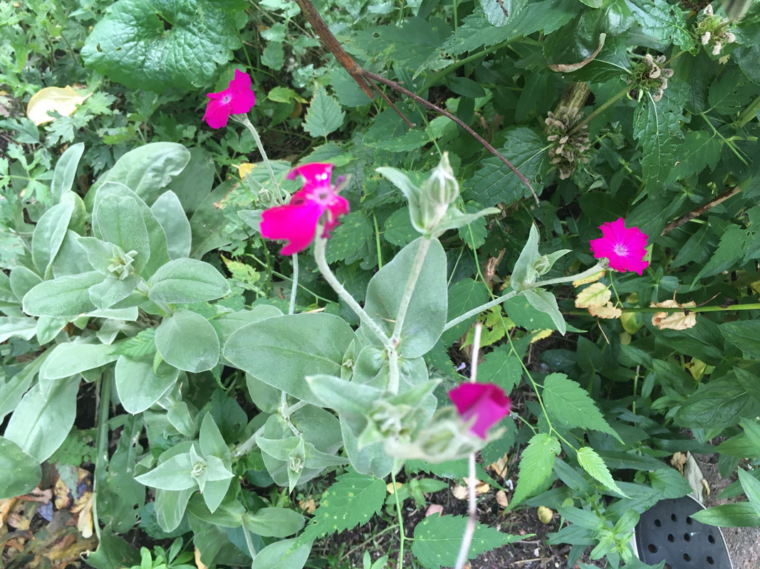 CFC85A47-8A99-4D19-8D0F-DBEE85453DB8