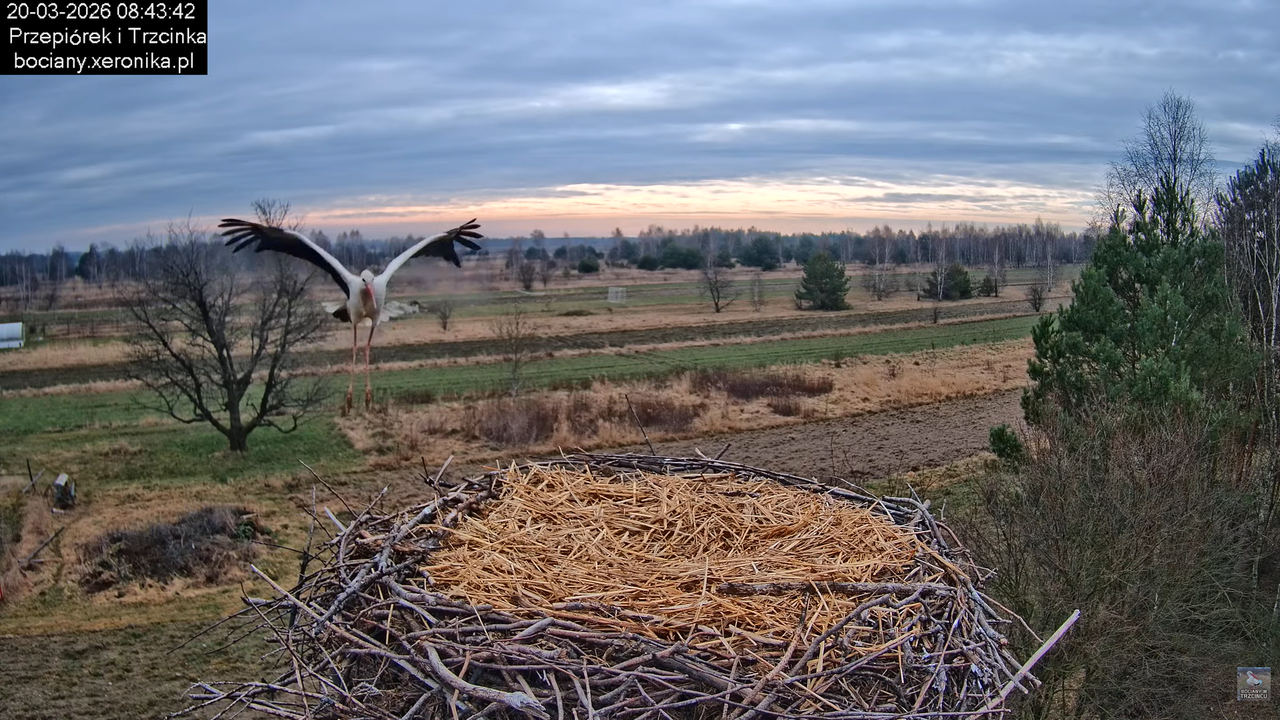 20032026bociany 23
