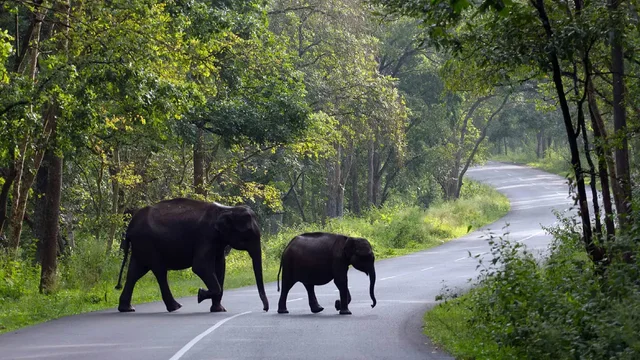 Kerela Wild life & Beach