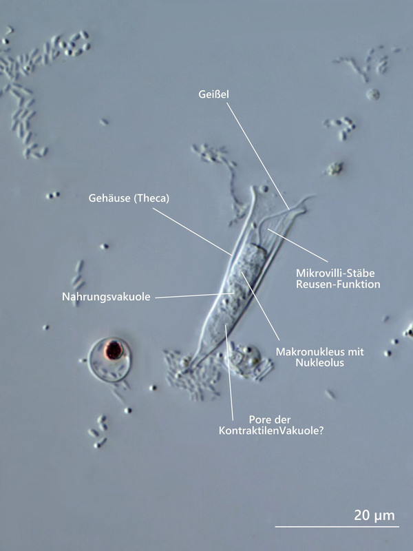 Salpingoeca 06 (ev) vaginicola Gehäuse-Flag Beschriftung DIK 100 Stack 5 Potzenberg