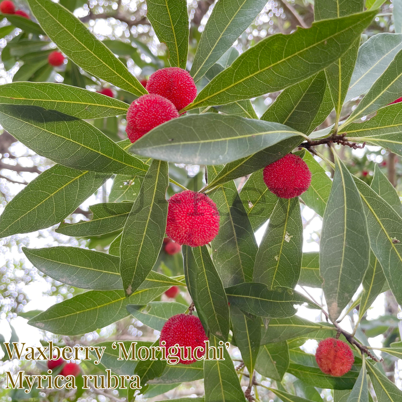 C852D3E2-10D5-4F92-989B-8FD0FF50DFCC