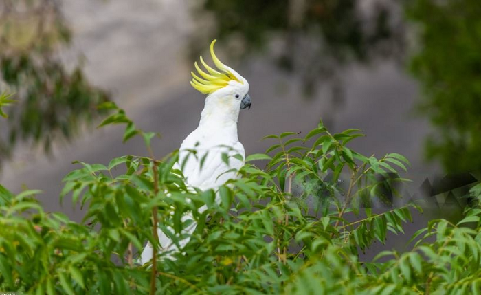 Do Cockatoos Start Talking