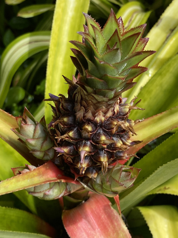 pina22022
