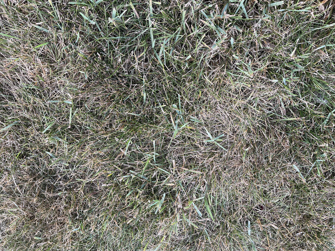 I have bent grass that is taking over my lawn. What should I use and