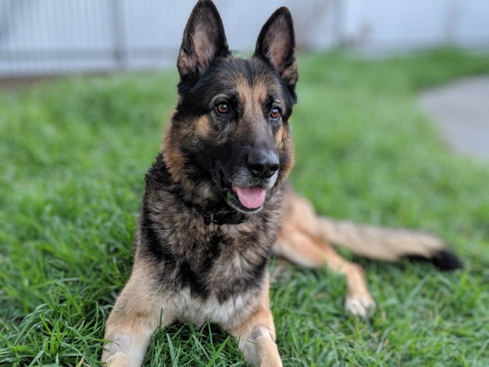 Why Choose A German Shepherd And Lab Mix Puppy